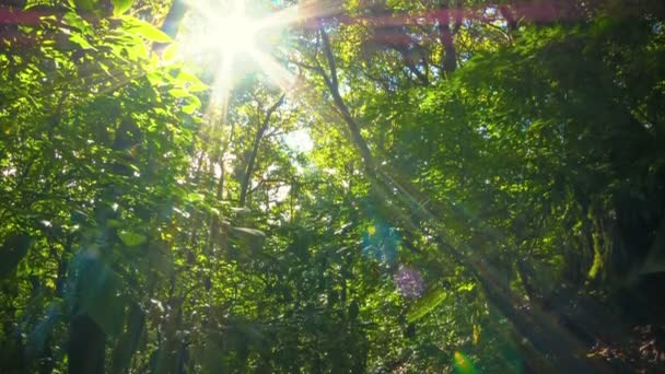 Güneşli bir video 1920 x 1080 - Güney orman. Dikey pan — Stok video