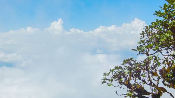 Video 1920x1080 - Tree on a background of clouds. View from the top of the mountain. Thailand, Chiang Mai — Stock Video