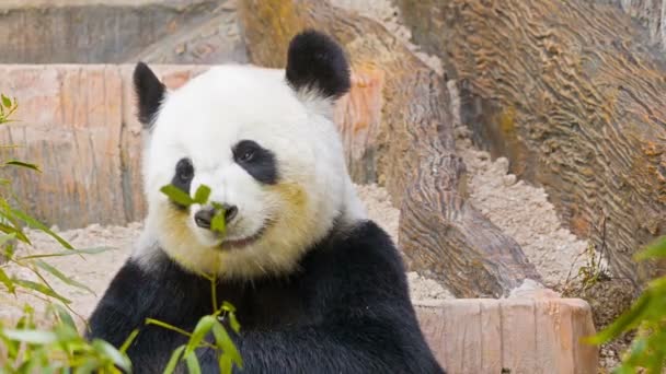 Съемка высокого разрешения 1080p - Панда ест листья бамбука — стоковое видео