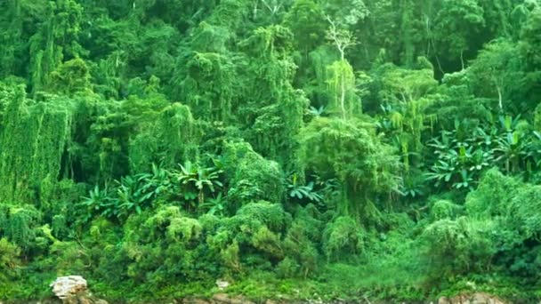 Video 1920 x 1080 - tropische vegetatie. Panorama van jungle in laos — Stockvideo