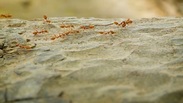 Видео 1920x1080 - Красные муравьи двигаются вдоль коры дерева — стоковое видео