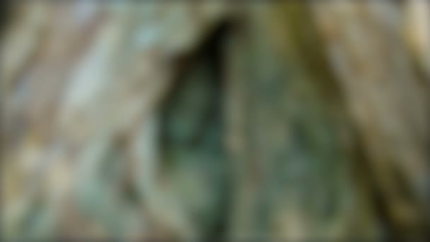 Video 1920x1080 - Ancient statue hidden in the roots of a tree — Stock Footage Video 1920x1080 - Ancient statue hidden in the roots of a tree Stock Video