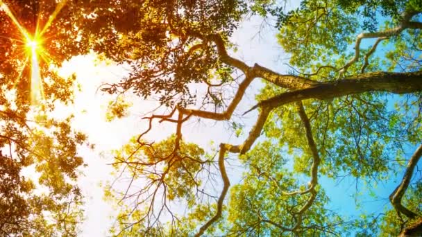 video - vysoké rozlišení paprsky slunce svítí skrz listy stromu