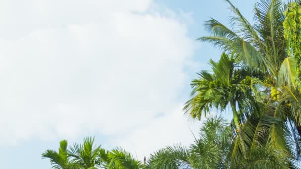 Video de alta definición - Las copas de los árboles tropicales balanceándose contra el cielo — Vídeo de stock