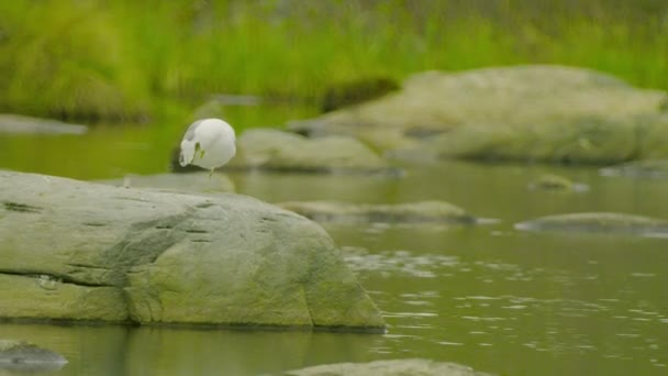 Videa 1080p - jeden bílý racek sedí na skále v severní jezero — Stock video