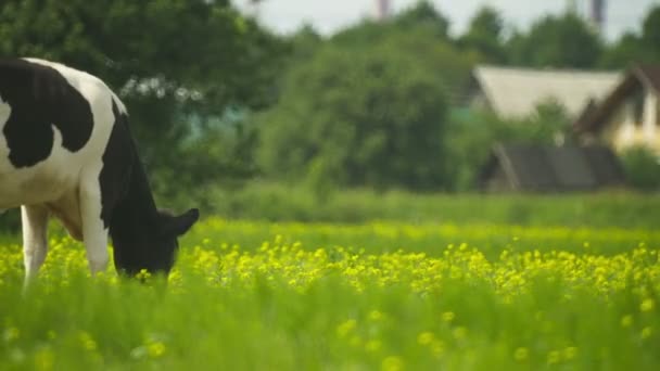 Видео 1080p - Сельская корова пасется на лугу — стоковое видео
