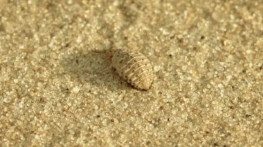 antlion larva burrows kum video 1080p - yakın çekim