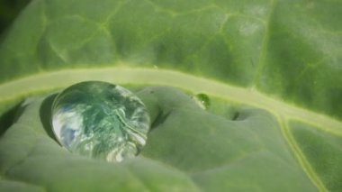video 1080p - damla su lahana yaprağı üzerinde kapat