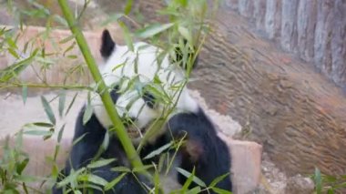video 1080p - yetişkin bambu ayı - panda yeme meşgul