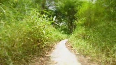 video 1080p - tropikal bir parkın içinden yol. Tayland, phuket Adası