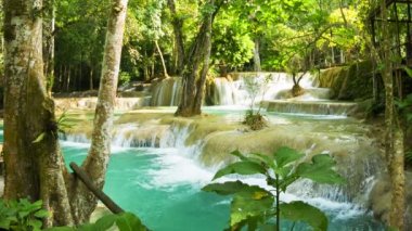 video 1080p - kouang si şelale, laos, luang prabang. çalılıkları tropik ağaçların