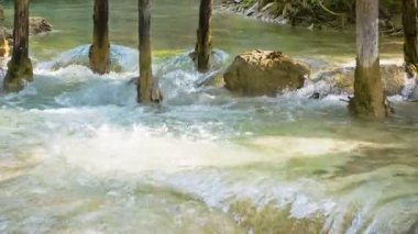 video 1080p - kouang si şelale, laos, luang prabang. kalkerli toprak arasında ağaç gövdeleri üzerinde su dökülen