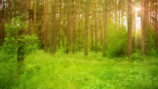 Видео 1080p - Красивая утренняя сцена в зеленом лесу с солнечными лучами — стоковое видео