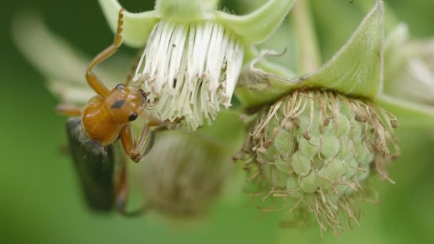 Video 1080p - Cantharis rustica on green fruit of garden raspberries — Stock Video