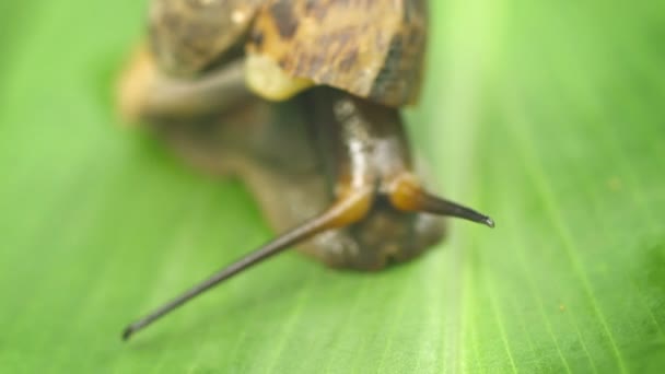 Video 1080p - Caracol terrestre sobre una hoja de una planta tropical, primer plano. Tailandia — Vídeo de stock