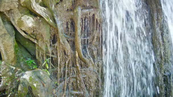 Video 1080p - El agua fluye hacia abajo en las raíces de un árbol tropical. Bosques de Camboya — Vídeos de Stock