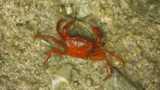 Video 1920x1080 - Moving red land crab (Phricotelphusa limula or waterfall crab). Thailand — Stock Video