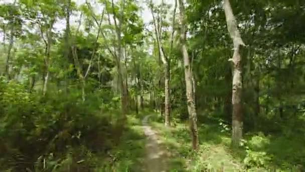 Video 1080p - Camino a través de la plantación de árboles de caucho. Tailandia, isla Phuket. POV — Vídeos de Stock