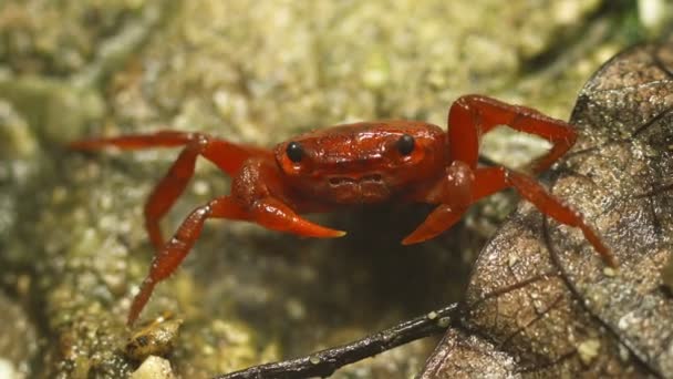 Vídeo 1920x1080 - Caranguejo vermelho (Phricotelphusa limula ou cachoeira) de perto. Tailândia — Vídeo de Stock