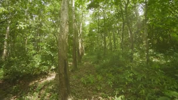 Vidéo 1080p - Hevea plantation. Thaïlande, île de Phuket — Video