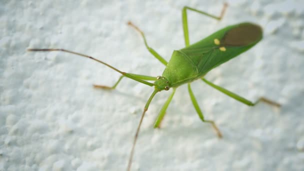 Video 1920x1080 - Green shield bug on a light background. Thailand — Stock Video