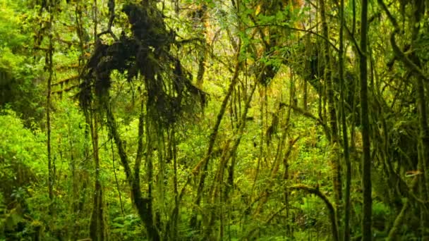 Vídeo 1920x1080 - Passagens de floresta tropical — Vídeo de Stock