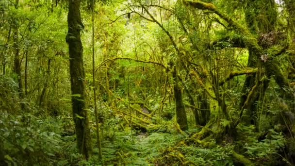 Video 1920x1080 - Thickets of tropical rainforest. Shot with zoom. Thailand — Stock Video