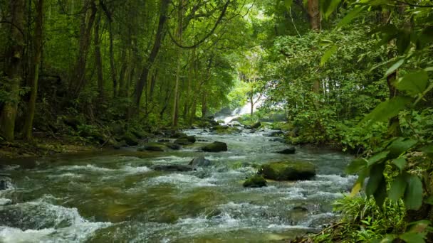 Video 1920 x 1080 - bos, een kleine rivier in de buurt van chiang rai, thailand — Stockvideo