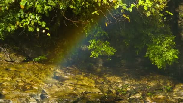 Video 1080p - Arco iris sobre el arroyo cerca de la cascada del bosque — Vídeos de Stock