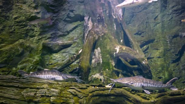 Video 1080p - twee tijger shovelnose Meervalachtigen aan de onderkant van de vijver — Stockvideo