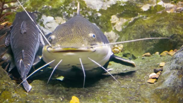 Видео 1080p - Tropical big catfish in their natural habitat — стоковое видео