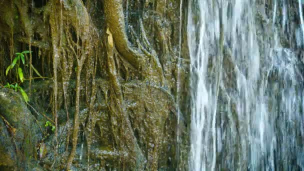 Video: Wasser ergießt sich über die Wurzeln. Tropischer Wasserfall aus nächster Nähe — Stockvideo