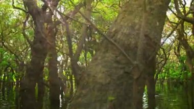 video 1080p - longozun. Kamboçya