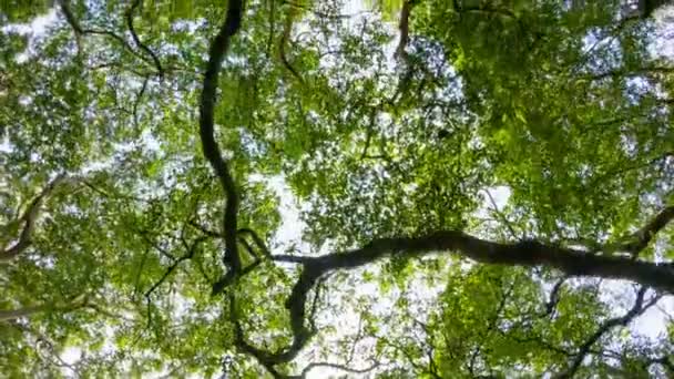 Video 1080p - Blick in den Himmel durch die Krone großer tropischer Bäume — Stockvideo