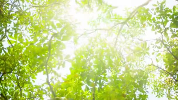 Video 1080p - Sole accecante attraverso le foglie degli alberi — Video Stock