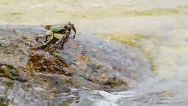 Vídeo 1080p - Caranguejo come algas de rochas nas ondas do mar — Vídeo de Stock