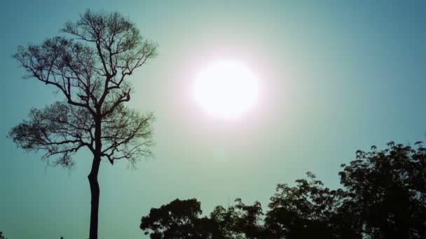 Video 1080p - felle zon over een tropisch bos — Stockvideo
