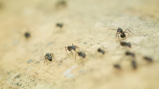 Vidéo 1080p - Fourmis de bois en mouvement close up. Thaïlande 