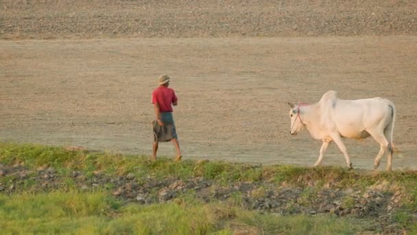 MON STATE, MYANMAR - CIRCA ENE 2014: Agricultores con vacas en el campo — Vídeos de Stock