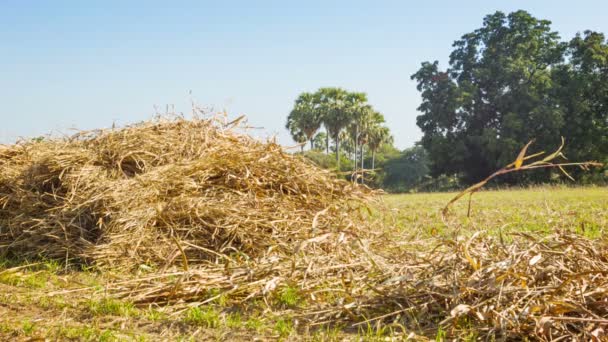 БАГАН, МЯНМАР - 10 ЯНМАР 2014: Сельская деревенская женщина работает в поле, кладя кукурузный корм в кучу — стоковое видео