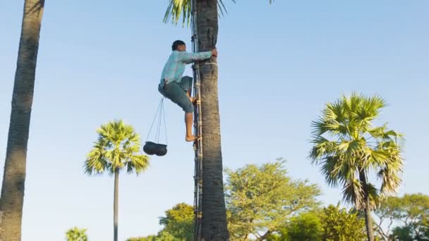 BAGAN, MYANMAR - 12 ENE 2014: El hombre se sube a un árbol para la recolección tradicional de jugo de palma — Vídeo de stock