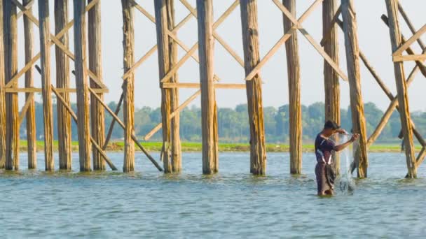 MANDALAY, MYANMAR - 13 JAN 2014: Fisherman throw fishing net standing on a water with high wooden bridge on background. U Bein Bridge — Stock Video