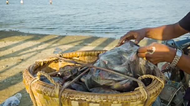 MANDALAY, MYANMAR - 13 ENE 2014: Peces frescos capturados recogiendo en una gran cesta con agua del lago en el fondo — Vídeo de stock