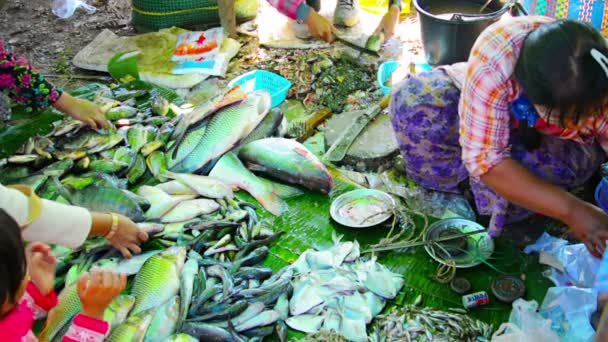 BAGAN, MYANMAR - CIRCA ENE 2014: Pesquería en el mercado abierto — Vídeos de Stock