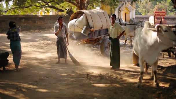 バガン、ミャンマー - 2014 年 1 月 11 日： トレーダーは公平に場所に到着しました。領土から清掃します。 — ストック動画
