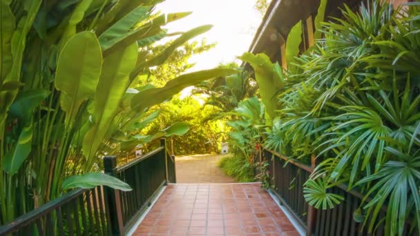 Video 1080p - Path at the hotel decorated with tropical vegetation. — Stock Video