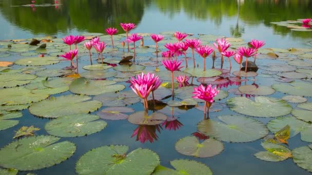 Видео 1080p - Водяные лилии на пруду. Цветочный период. Таиланд — стоковое видео