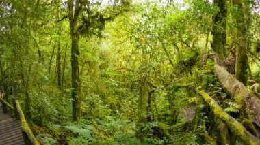 video 1080p - hiking trail Tayland, chiang mai yakınındaki Dağlık