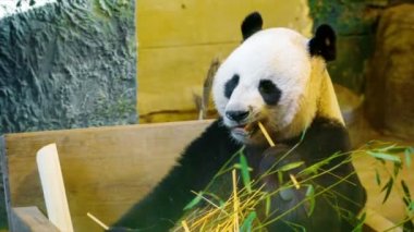 Bambu yemeyi video 1080 p - panda - bambu ayı