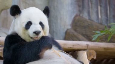 video 1080p - komik panda bambu yemek